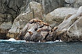 Alaska Wildlife-61
